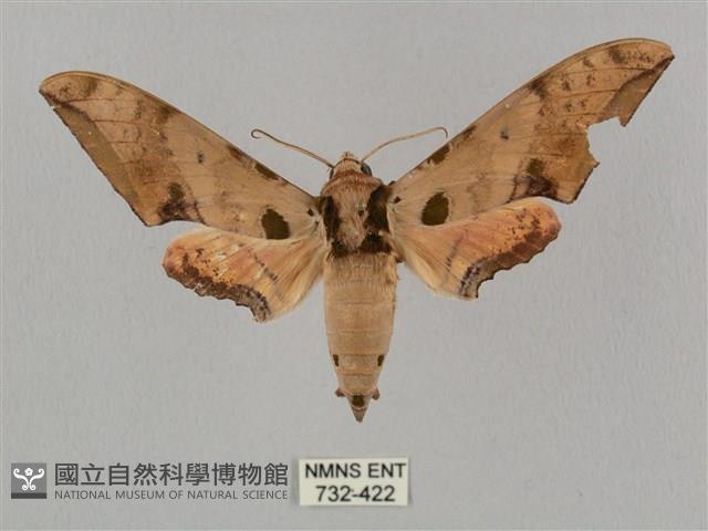 廣東鷹翅天蛾藏品圖，第1張