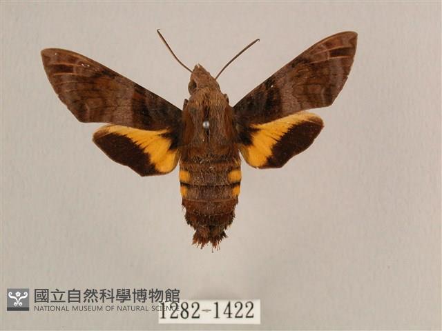 叉帶長喙天蛾藏品圖，第1張