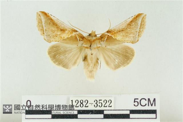 印華波紋蛾藏品圖，第1張
