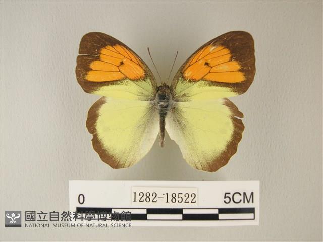 異粉蝶、雌白黃蝶藏品圖，第1張