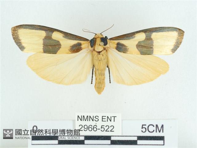 閃光苔蛾藏品圖，第1張