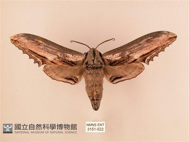 臺灣鋸翅天蛾藏品圖，第1張