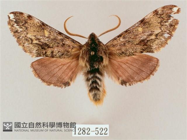 井上氏絨毛天蛾藏品圖，第1張