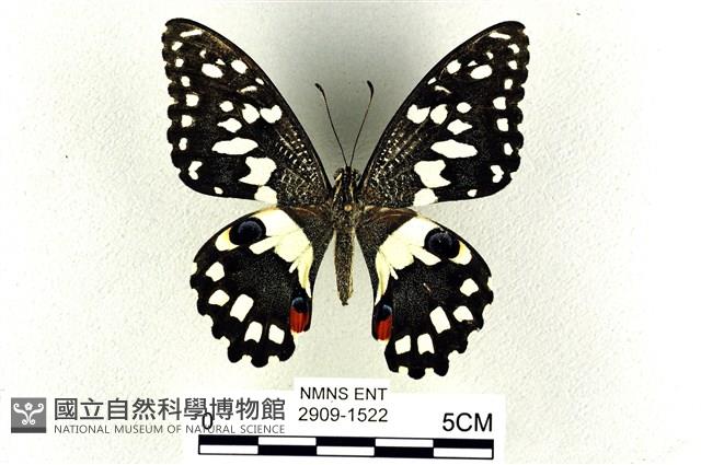 花鳳蝶、無尾鳳蝶藏品圖，第1張