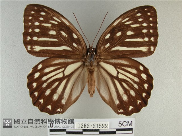 臺灣斑眼蝶藏品圖，第1張