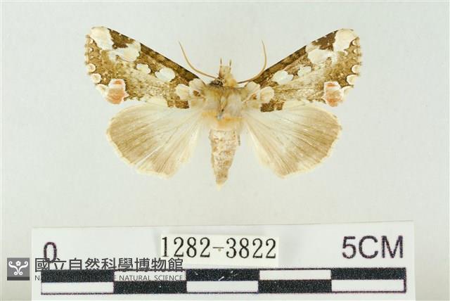 連珠波紋蛾藏品圖，第1張