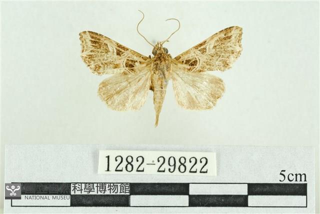 弧角散紋夜蛾藏品圖，第1張