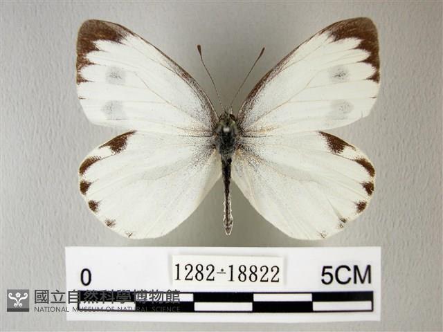 緣點白粉蝶藏品圖，第1張