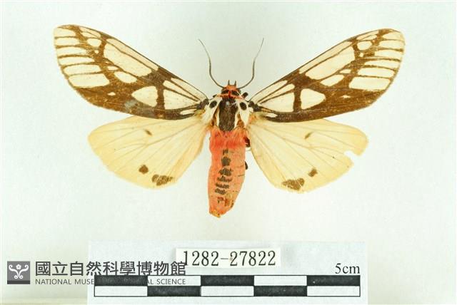 乳白斑燈蛾藏品圖，第1張