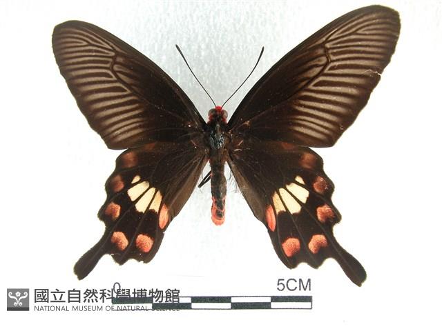 紅珠鳳蝶藏品圖，第1張