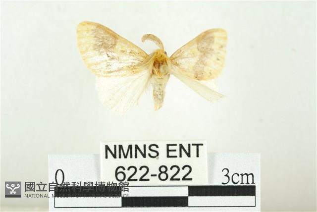 寬紋黃毒蛾藏品圖，第1張