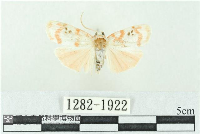 臺雪苔蛾藏品圖，第1張