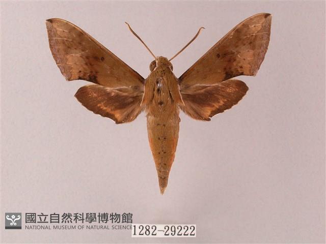 臺灣白肩天蛾藏品圖，第1張