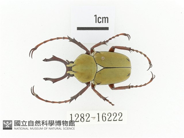 臺灣角金龜藏品圖，第1張