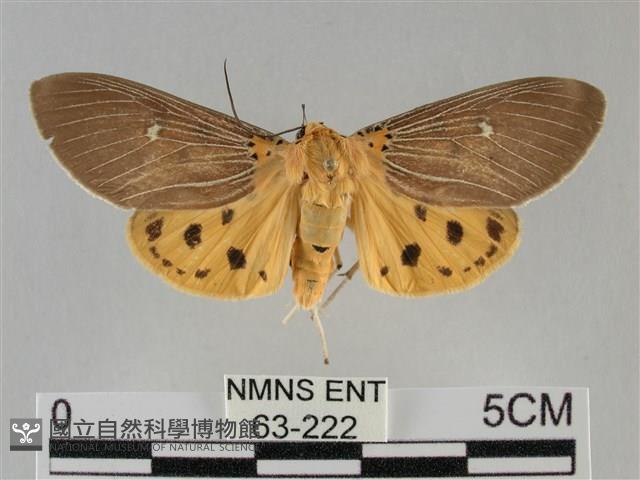 一點擬燈蛾藏品圖，第1張