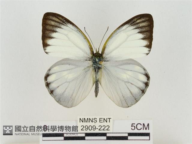 淡褐脈粉蝶藏品圖，第1張