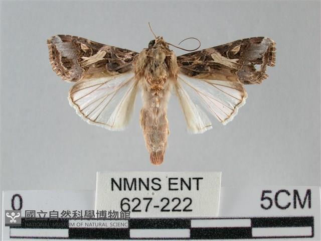斜紋夜盜蛾藏品圖，第1張