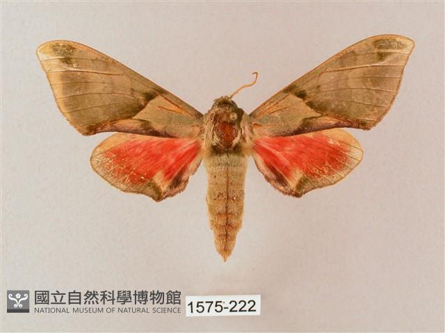 榆綠天蛾藏品圖，第1張