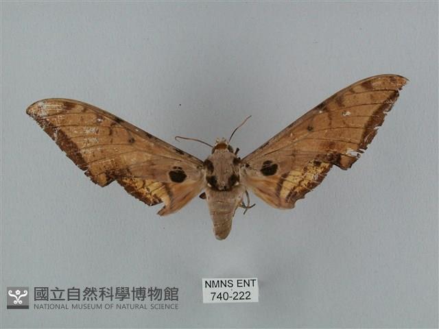 裂斑鷹翅天蛾藏品圖，第1張