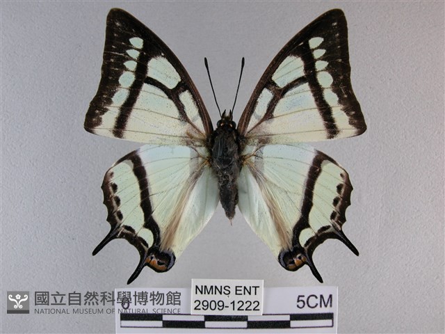 小雙尾蛺蝶藏品圖，第1張