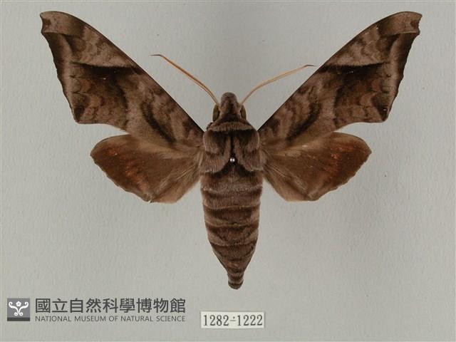 全緣缺角天蛾藏品圖，第1張