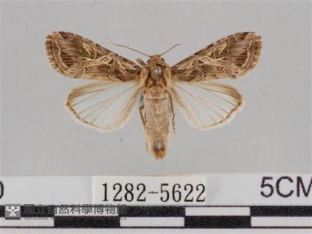斜紋夜盜蛾藏品圖，第1張