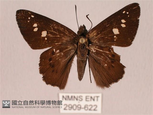 臺灣瑟弄蝶藏品圖，第1張