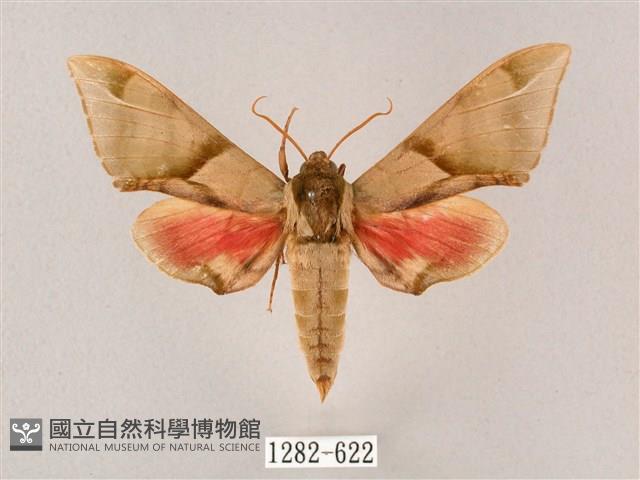 榆綠天蛾藏品圖，第1張