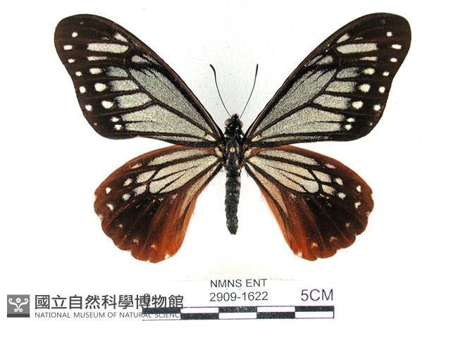 斑鳳蝶藏品圖，第1張