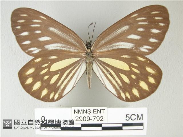 流星絹粉蝶藏品圖，第1張