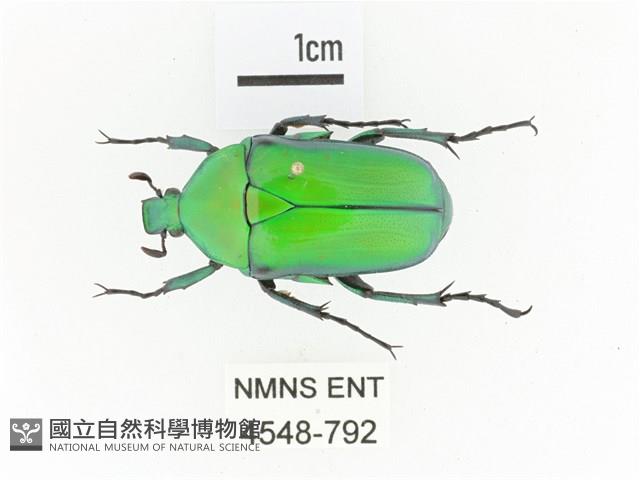 金艷騷金龜藏品圖，第1張