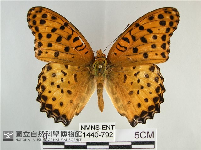 斐豹蛺蝶藏品圖，第1張