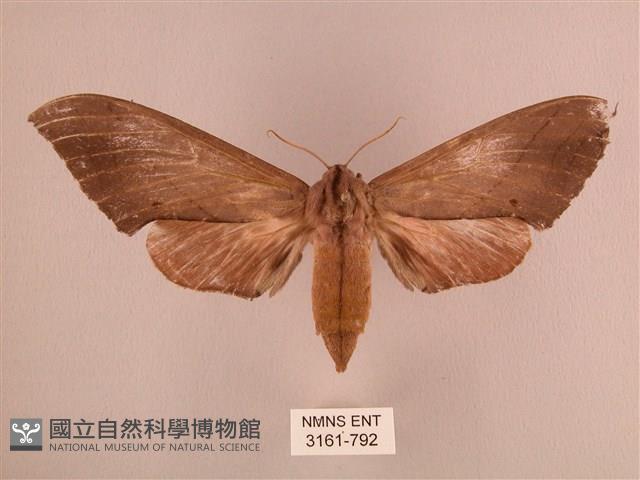 直翅六點天蛾藏品圖，第1張