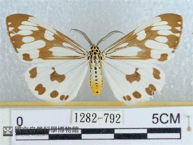 粉蝶燈蛾藏品圖，第1張