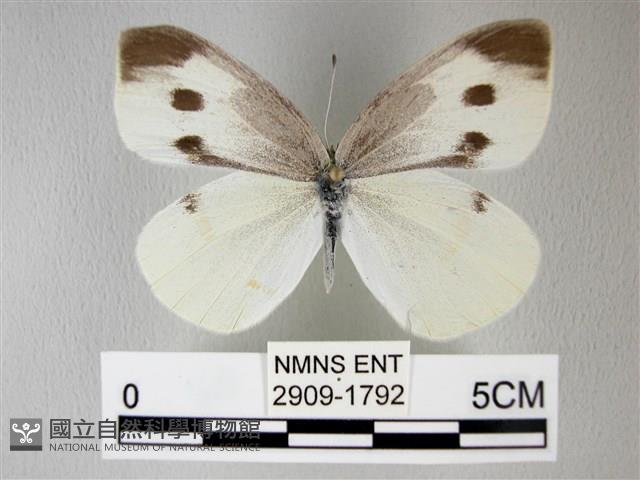 白粉蝶、紋白蝶藏品圖，第1張