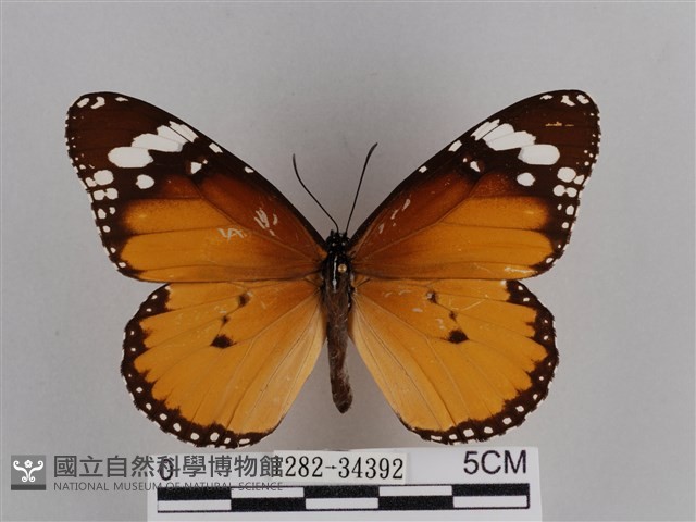 樺斑蝶藏品圖，第1張