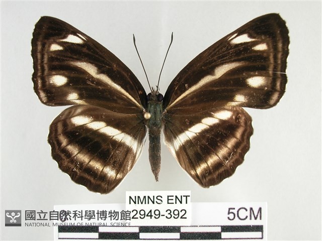 臺灣環蛺蝶藏品圖，第1張