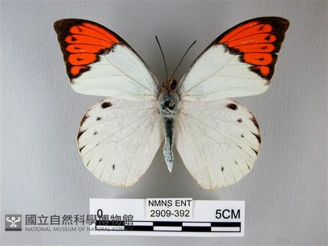 橙端粉蝶、端紅蝶藏品圖，第1張