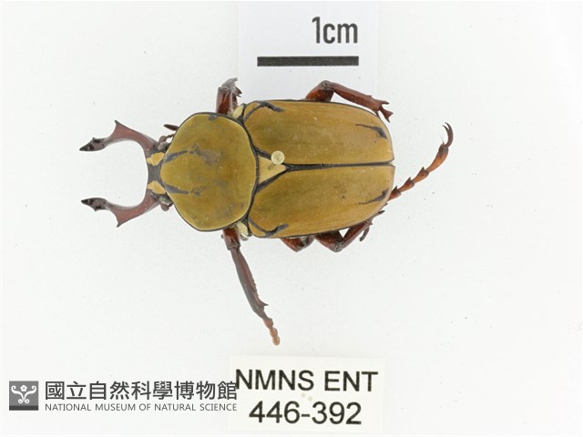 臺灣角金龜藏品圖，第1張