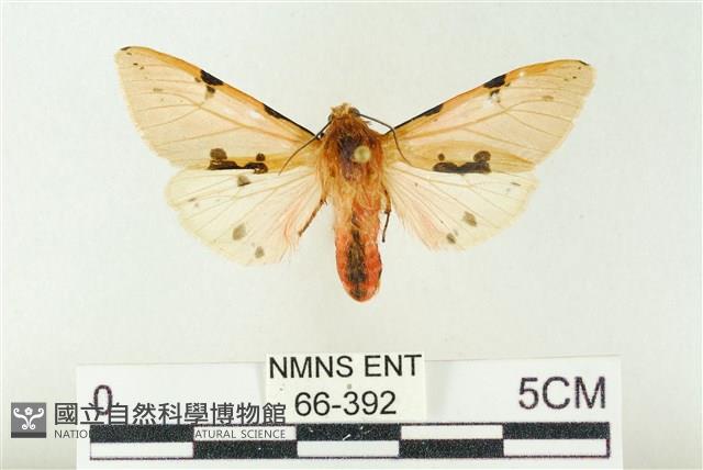 棍棒污燈蛾藏品圖，第1張