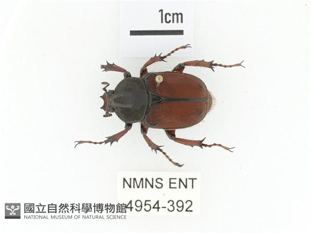 臺灣角金龜藏品圖，第1張