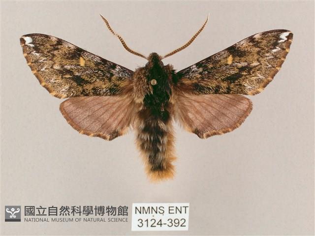 井上氏絨毛天蛾藏品圖，第1張