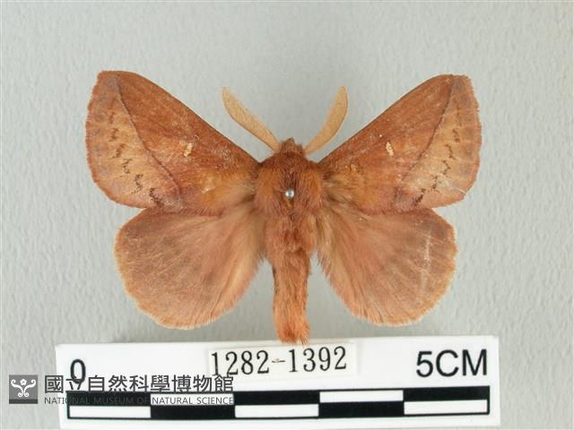 褐斜帶枯葉蛾藏品圖，第1張