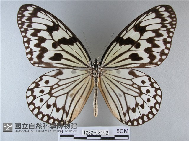 大白斑蝶藏品圖，第1張