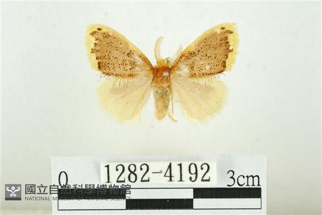 黑翅黃毒蛾藏品圖，第1張