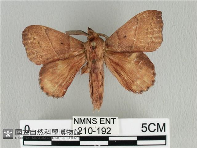 黃斑枯葉蛾藏品圖，第1張