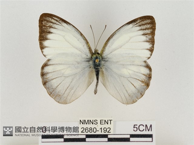 淡褐脈粉蝶藏品圖，第1張