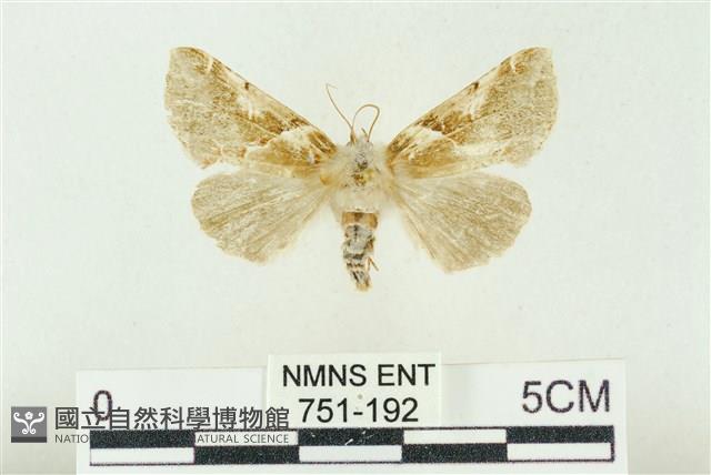 寬帶波紋蛾藏品圖，第1張