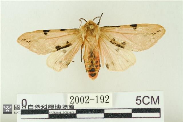 棍棒污燈蛾藏品圖，第1張