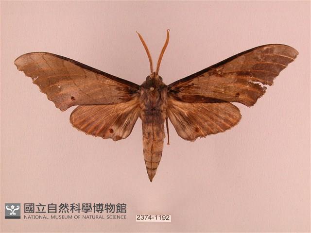 栗六點天蛾藏品圖，第1張